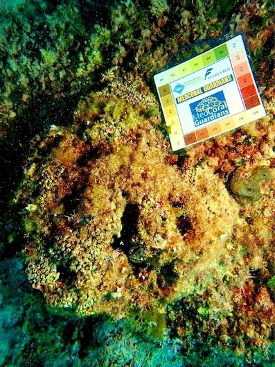 Tavolara Med Coral Guardians 6