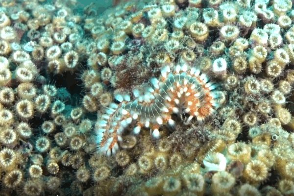 MedCoral Guardians 1 (1)