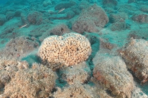 MedCoral Guardians 2