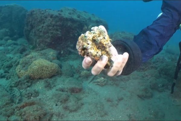 MedCoral Guardians 4