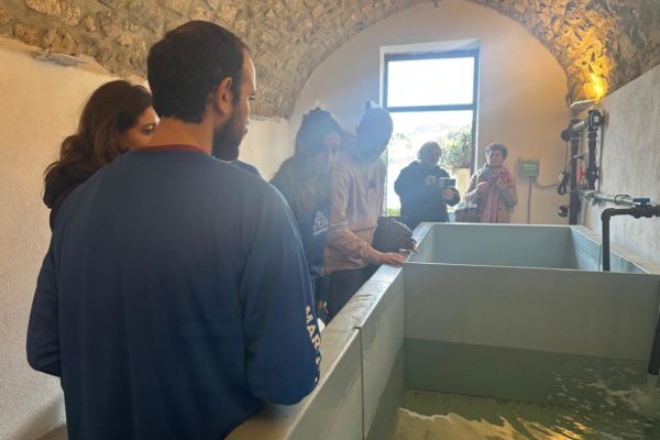 Vasche Con Frammenti Di Cladocora