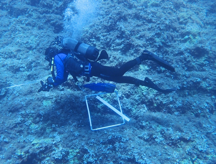 Tavolara Med Coral Guardians 3