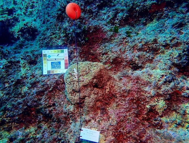 Tavolara Med Coral Guardians 4