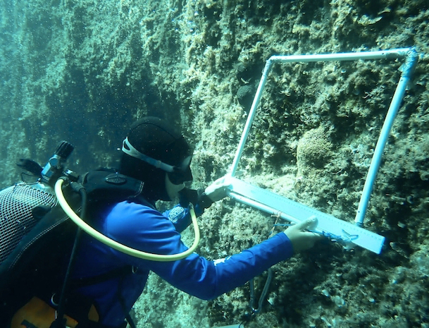 Tavolara Med Coral Guardians 2