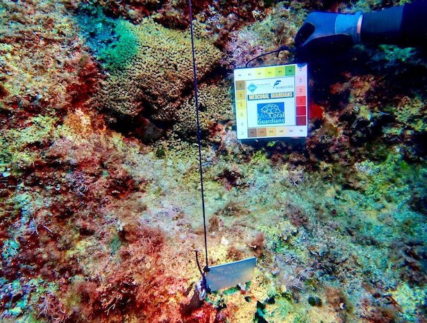 Tavolara Med Coral Guardians 5