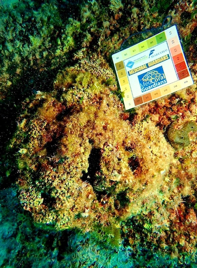 Tavolara Med Coral Guardians 6